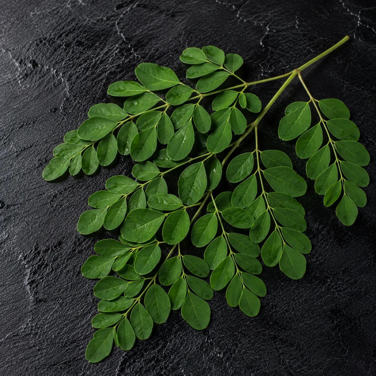 Moringa, feuille, crue