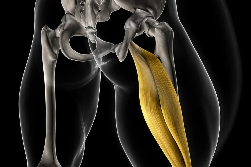 Schéma anatomique — Biceps fémoral